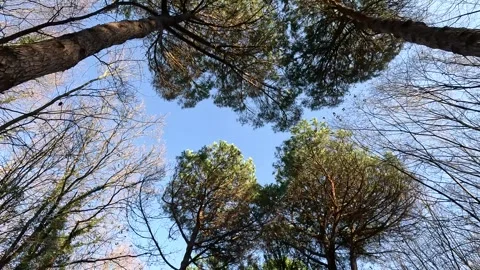 Looking Up Sky Forest Under The Trees Background 스톡 동영상 339959834