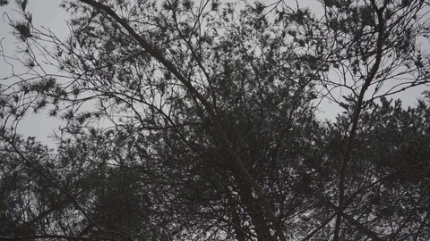 Looking from the sky to the ground along the trees in the winter forest Stock Footage 104692507