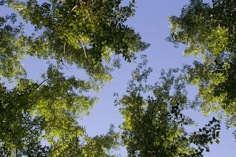 Looking up at the sky from the ground in the forest Stock Photos