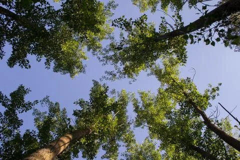 Looking up at the sky from the ground in the forest Stock Photos
