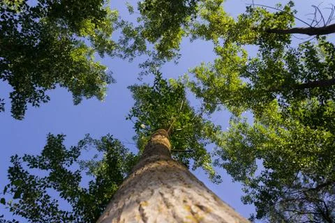 Looking up at the sky from the ground in the forest. Trunk Stock Photos