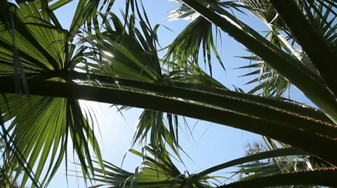 Looking to the sky - HD Stock Footage 31388153