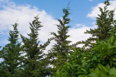 Looking the sky Stock Photos