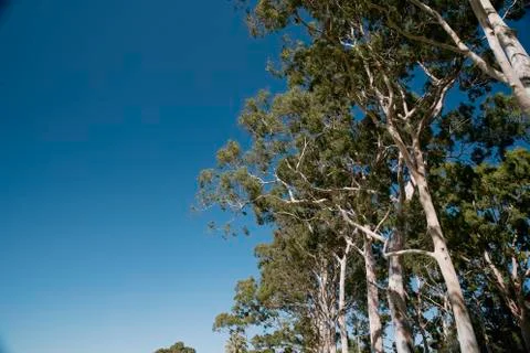 Looking Up At The Sky 스톡 사진
