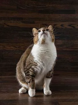 Looking a the sky Stock Photos