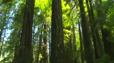 Looking up at sky in redwood forest Video stock 11951583