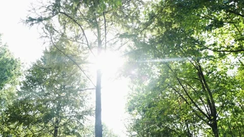 Looking up to sky, seeing the lights through layered tree canopies. Stock Footage 163294654