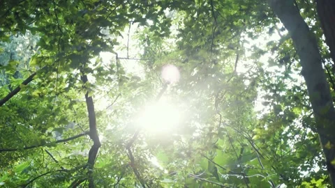 Looking up to sky, seeing the lights through layered tree canopies. Stock Footage 163298209