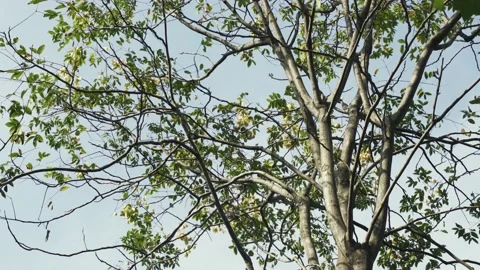 Looking up to sky, seeing the lights through layered tree canopies. Stock Footage 163349989