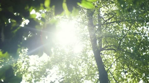 Looking up to sky, seeing the lights through layered tree canopies。 Stock Footage 163360156