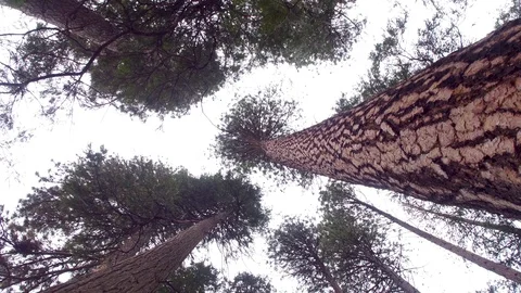Looking up to Sky Spinning Large Trees in Forest 스톡 동영상 87853822