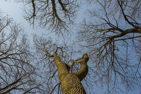 Looking in the sky through bare tree tops Stock Photos