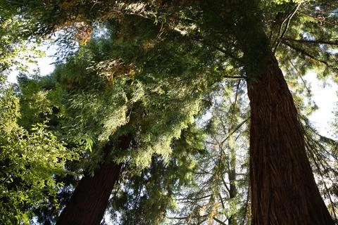 Looking up to the sky through the branches of a tree in the garden. Stock Photos