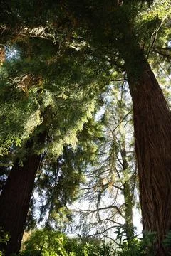Looking up to the sky through the branches of a tree in the garden. Stock Photos