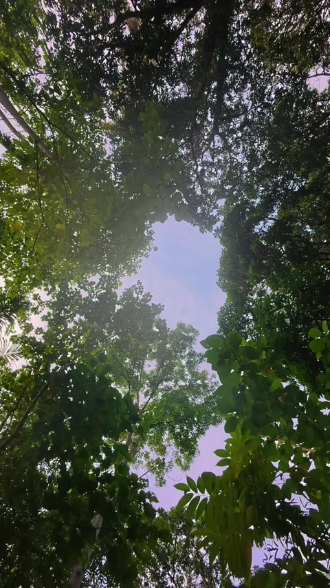 Looking up at the sky through the canopy of the trees in the forest Stock Footage 300327987