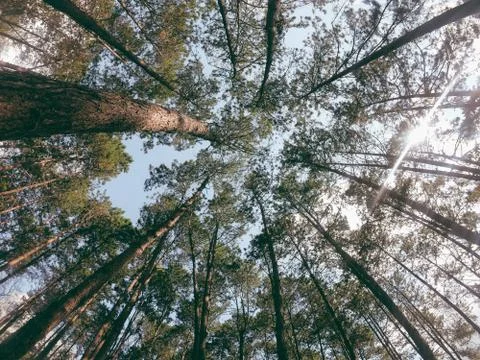 Looking up the sky through the forest canopy. Stock Photos