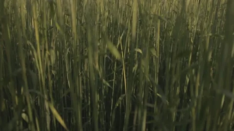 Looking to sky through grass wheat Stock Footage 198182441