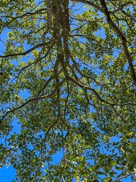 Looking at the Sky Through the Leaves Stock Photos