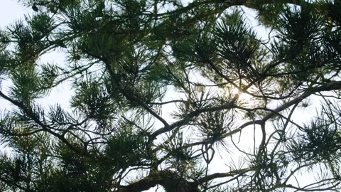 Looking at the sky through pine branches on a sunny day. Sun rays. Vídeos de archivo 284720193
