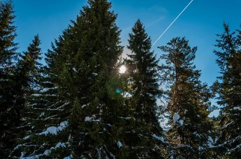 Looking the sky through the pine branches Stock Photos