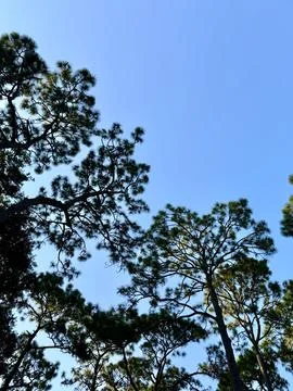 Looking up at the sky through the pine trees in Georgia USA with copy space. Stock Photos