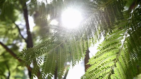 Looking up to the sky through swinging tree branches blinking sunlight leaks Stock Footage 129625048
