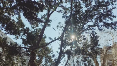 Looking up the sky through tops of trees while sun shines through foliage at Stock Footage 150593585