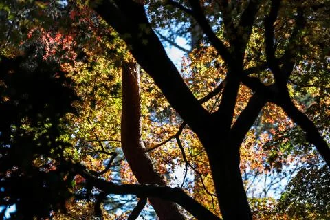 Looking up at the sky through the tree branches and the colorful leaves Stock Photos