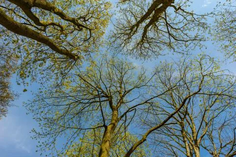 Looking in the sky through tree tops in spring Stock Photos