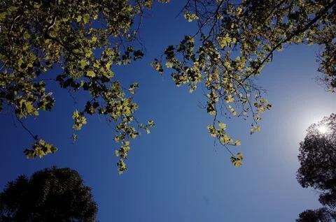 Looking at sky through trees branch Stock-Fotos