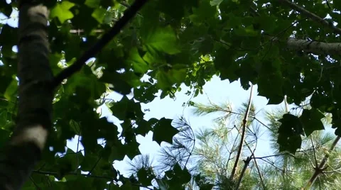 Looking at the sky through the trees Stock Footage 52357853