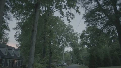 Looking up at the sky through trees Stock Footage 149146174