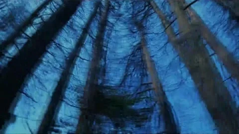 Looking at the sky through the trees Stock Footage 235131667