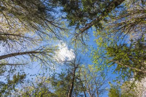 Looking up to the sky through trees in forest Stock Photos