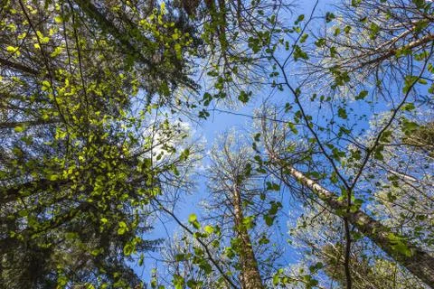 Looking up to the sky through trees in forest Stock Photos