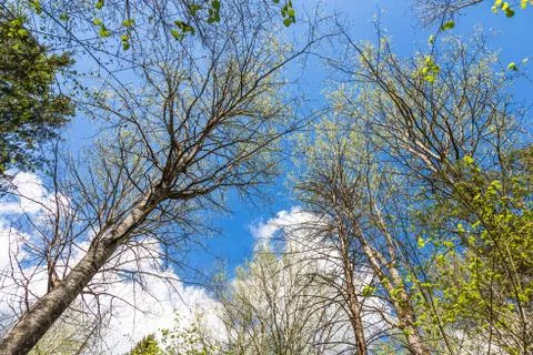 Looking up to the sky through trees in forest Foto stock