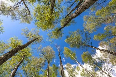 Looking up to the sky through trees in forest Foto stock