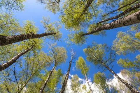 Looking up to the sky through trees in forest Stock Photos