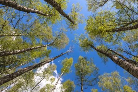 Looking up to the sky through trees in forest Stock Photos