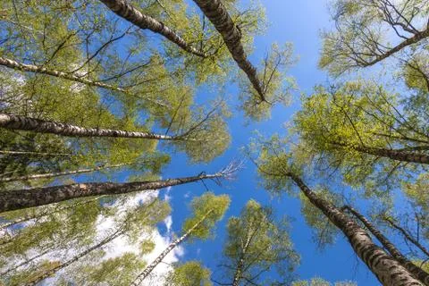Looking up to the sky through trees in forest Stock Photos