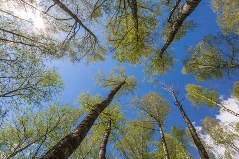 Looking up to the sky through trees in forest Stock Photos