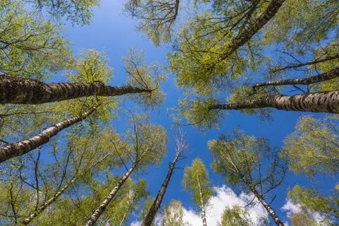 Looking up to the sky through trees in forest Stock Photos