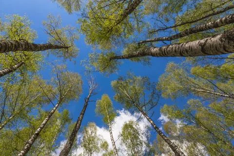 Looking up to the sky through trees in forest Foto stock