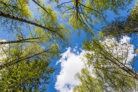 Looking up to the sky through trees in forest Stock Photos