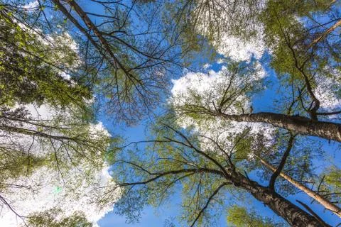 Looking up to the sky through trees in forest Stock Photos