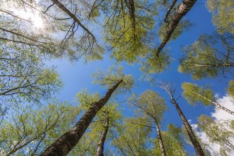 Looking up to the sky through trees in forest Stock Photos