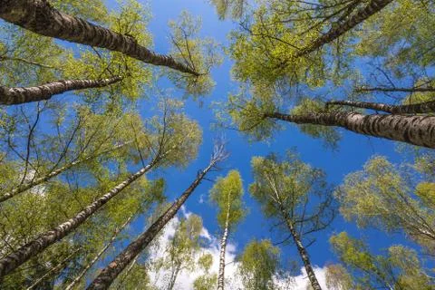Looking up to the sky through trees in forest Stock Photos