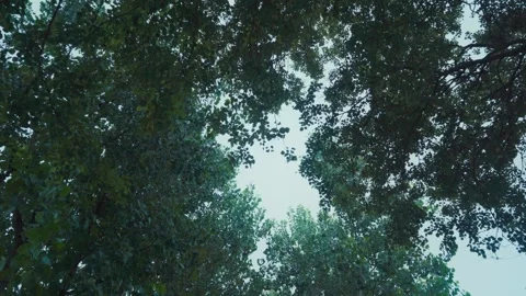 Looking up at sky through trees with natural foliage framing 库存影片 332920312