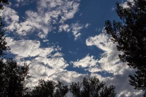 Looking to the sky through trees 写真素材