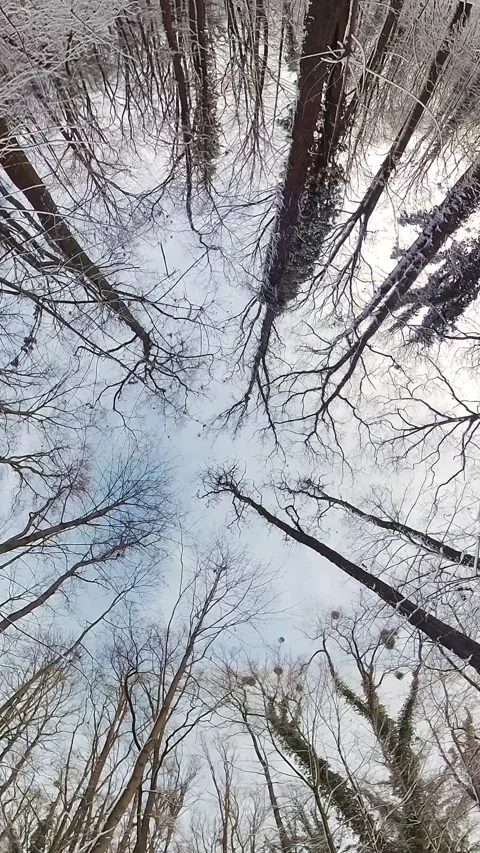 Looking Up at the Sky Through the Trees in a Snowy Forest Stock Footage 268989874